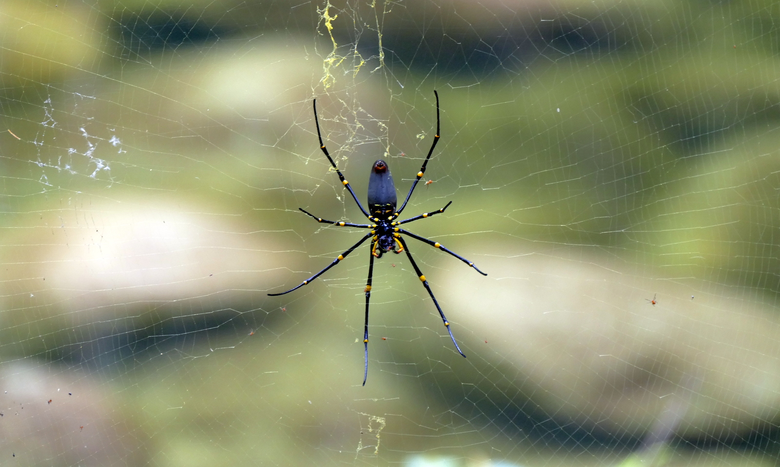 Barely on the trail, an 18 yr. old girl and her father were about 10 feet away coming towards us. She glances to her left and quietly exclaims in a fearful voice, "Oh My God!" and keeps walking looking straight past us. I glance to my right and see this monster just off the trail. Her dad stopped with us to snap a few pictures. I tried to get June to hold her finger up to show perspective, but no dice! It was about the size of her palm.