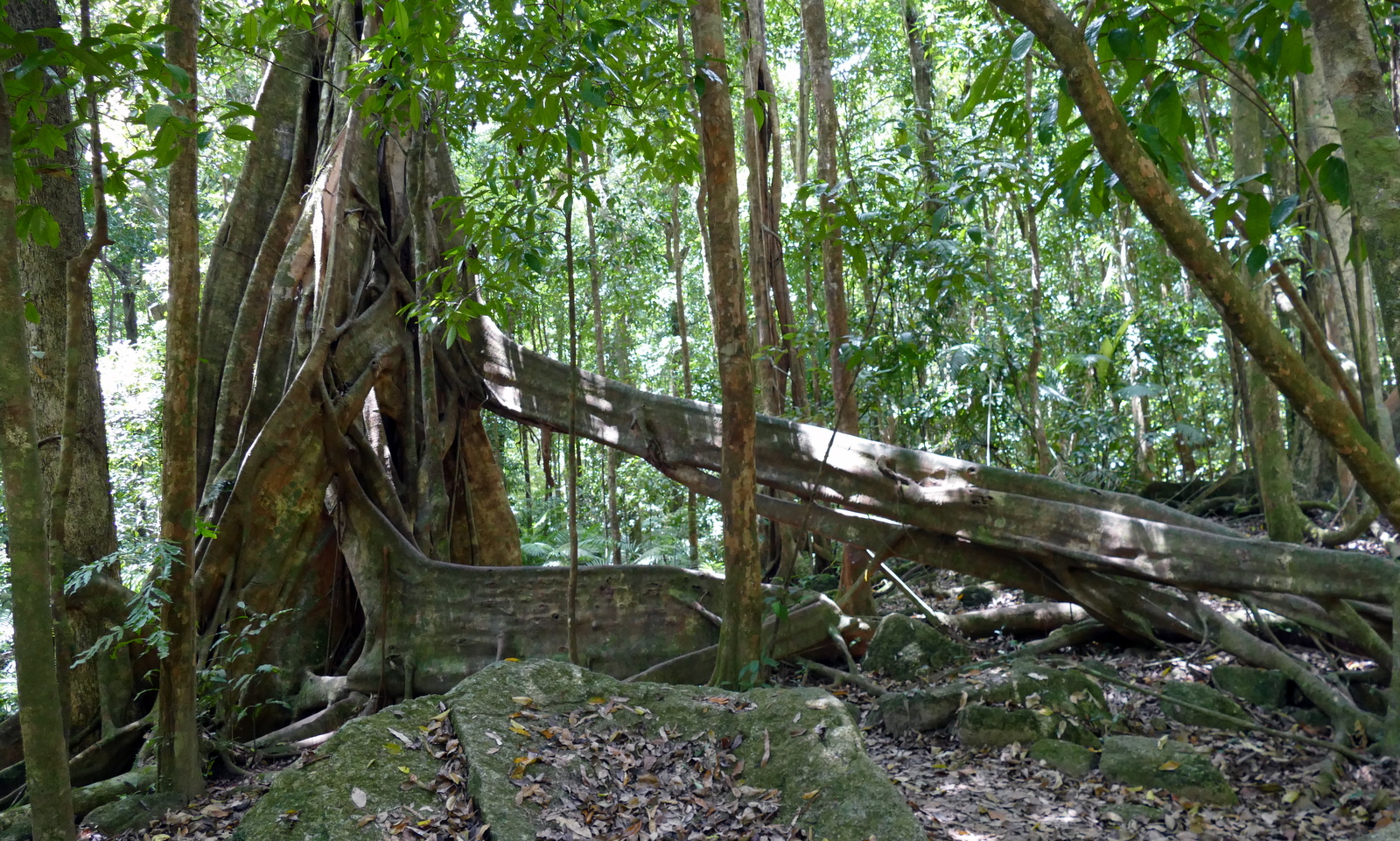 These giant Mangroves have giant buttress roots, which help to hold them upright when flooding occurs.