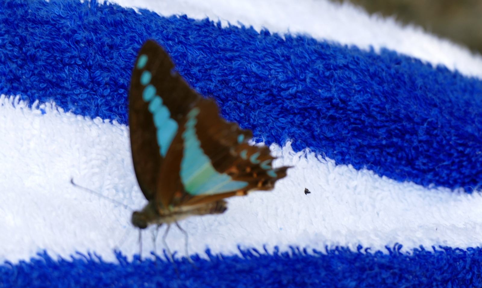 Blurry pic of these cool butterflies.