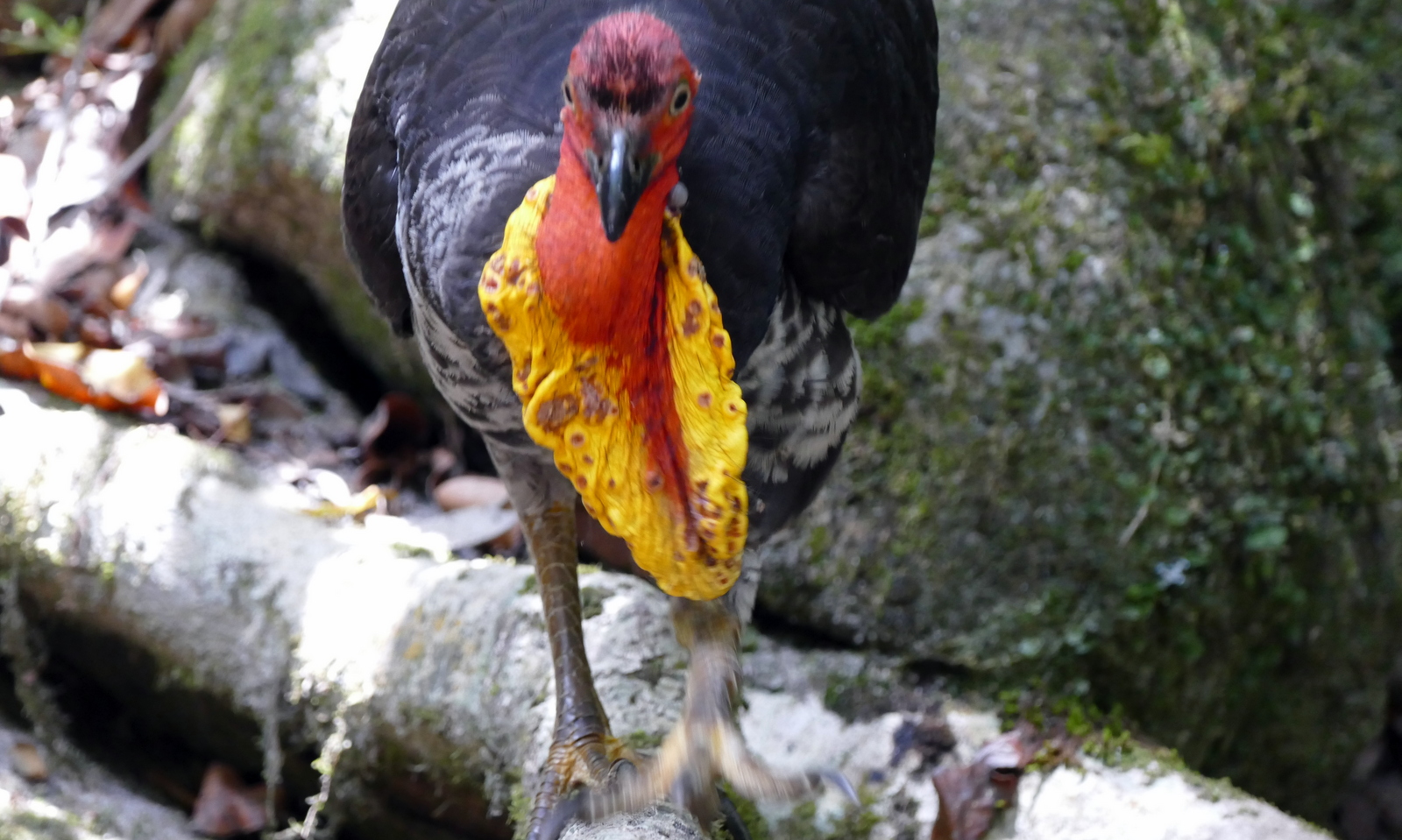 Brush turkeys hanging out near the swimming hole waiting for handouts.