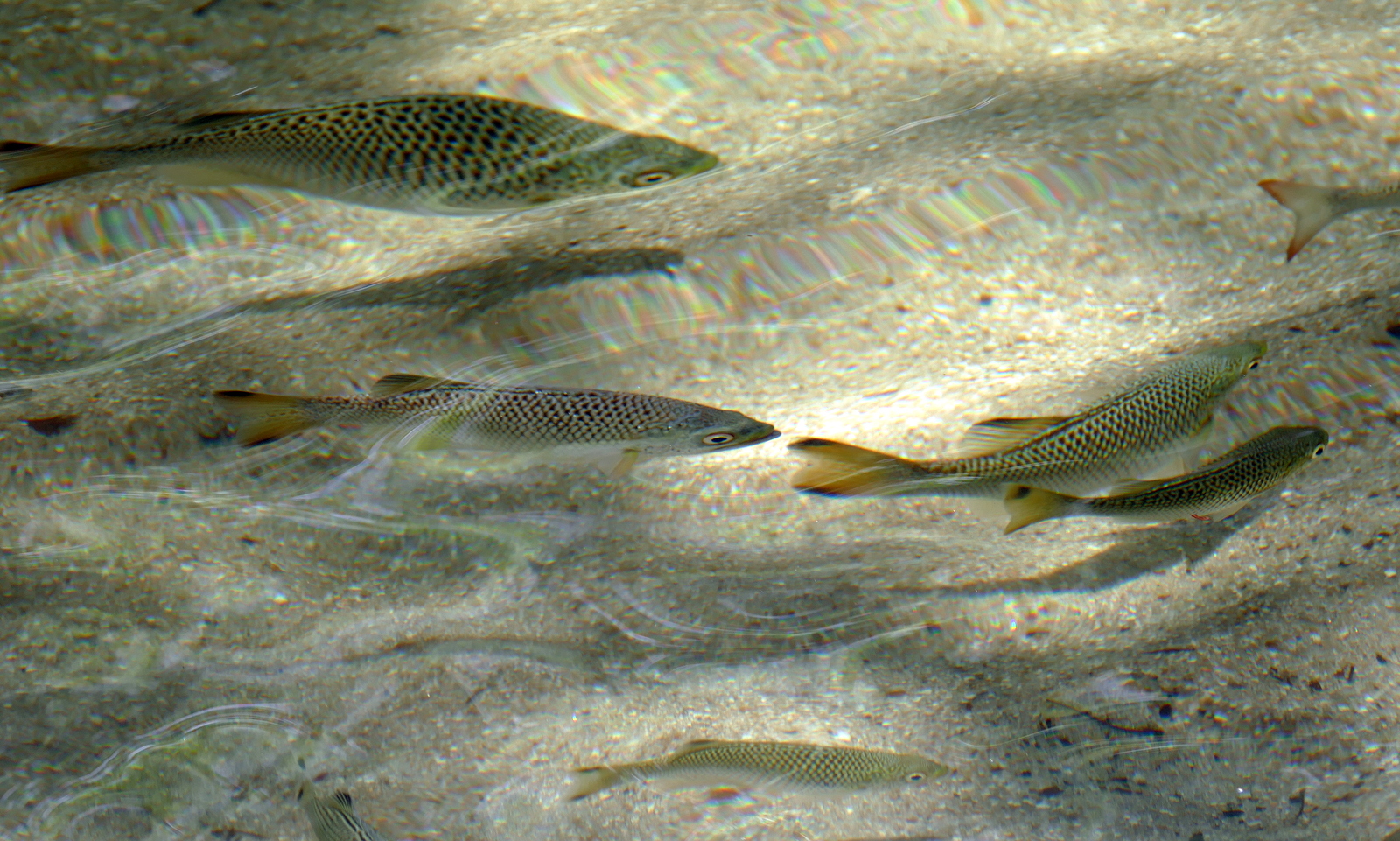 Big fish hanging out in the swimming hole, waiting for handouts.