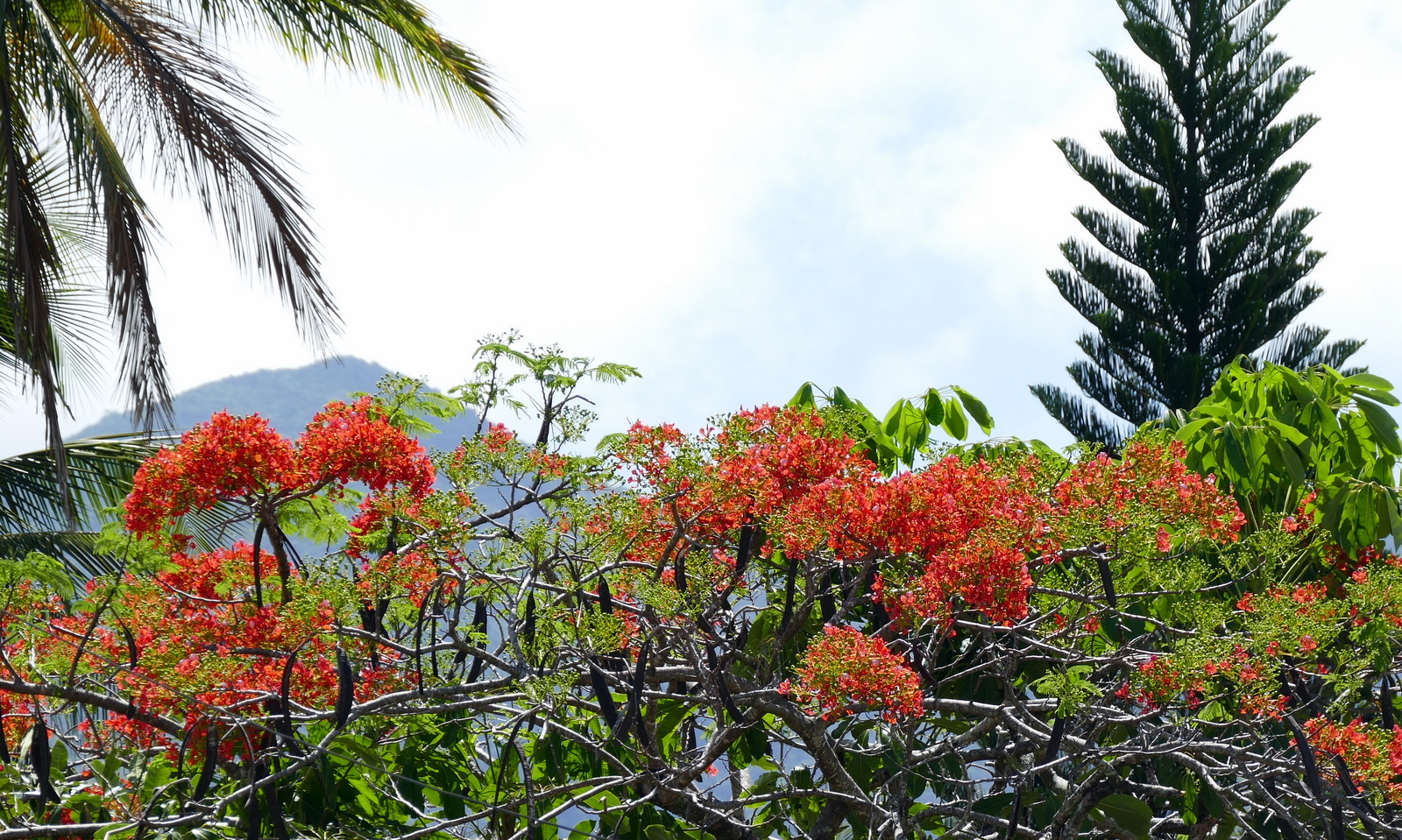 Beautiful colorful trees abound in the lovely November springtime.