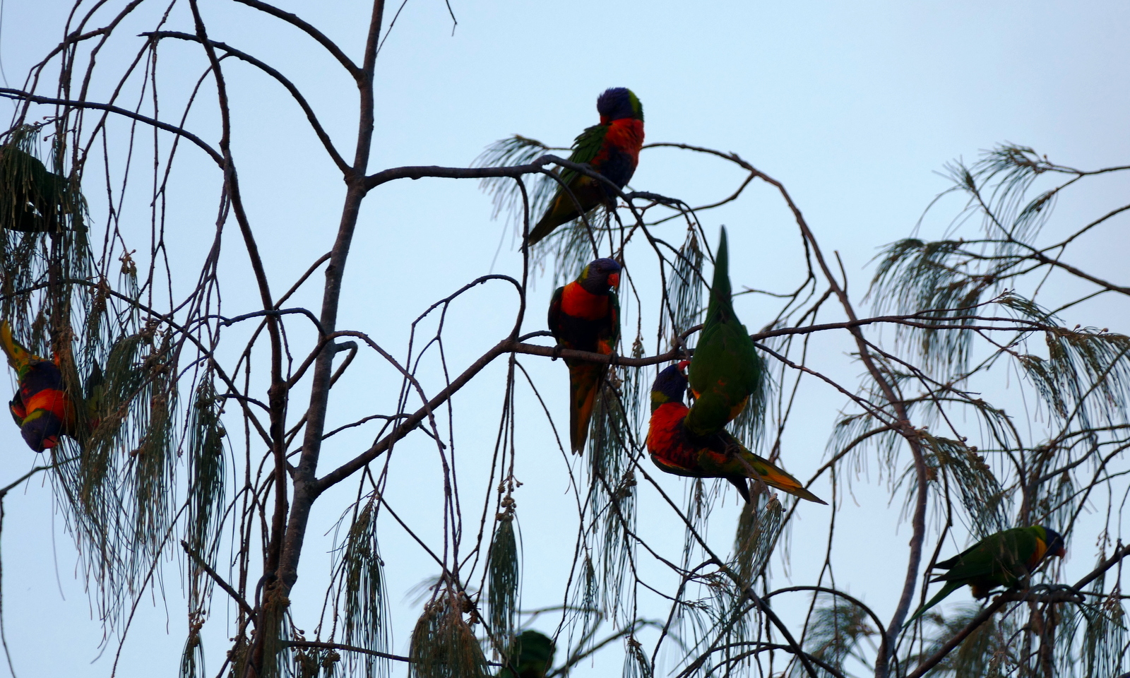 Some Parrots in the trees were pretty and noisey...