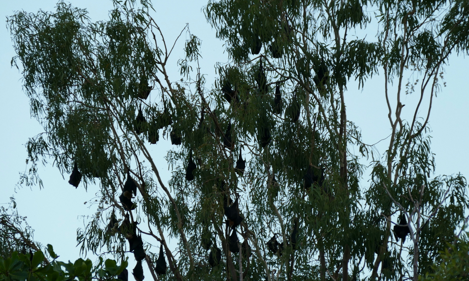 But not nearly as numerous as the giant Fruit Bats...