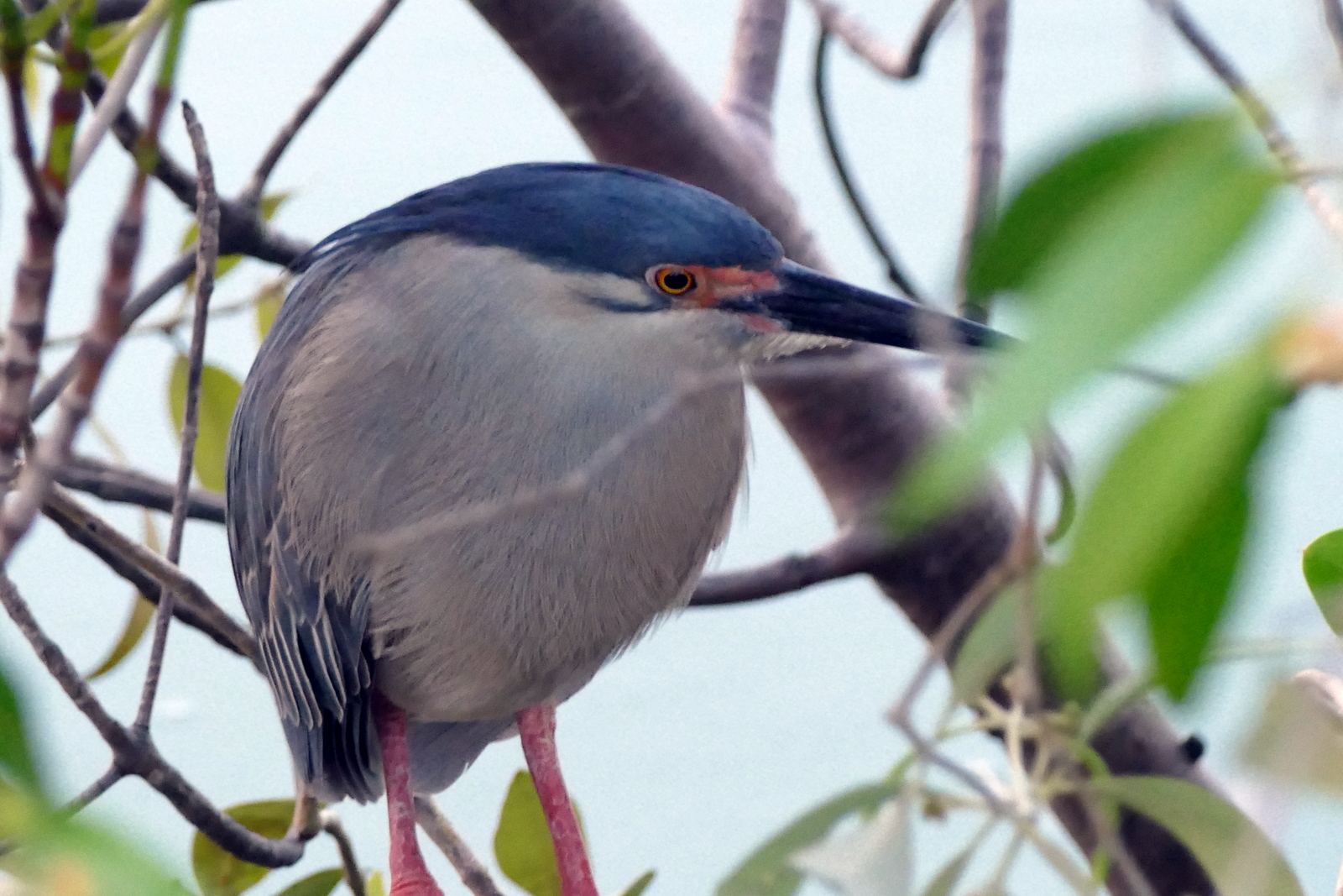 Another cool bird nearby.