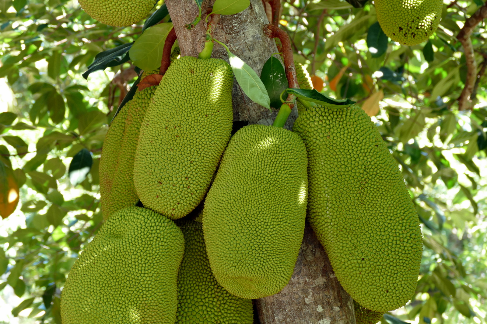 Jack fruit at the place we were going to stay. See the Cairns page to read about our stay.