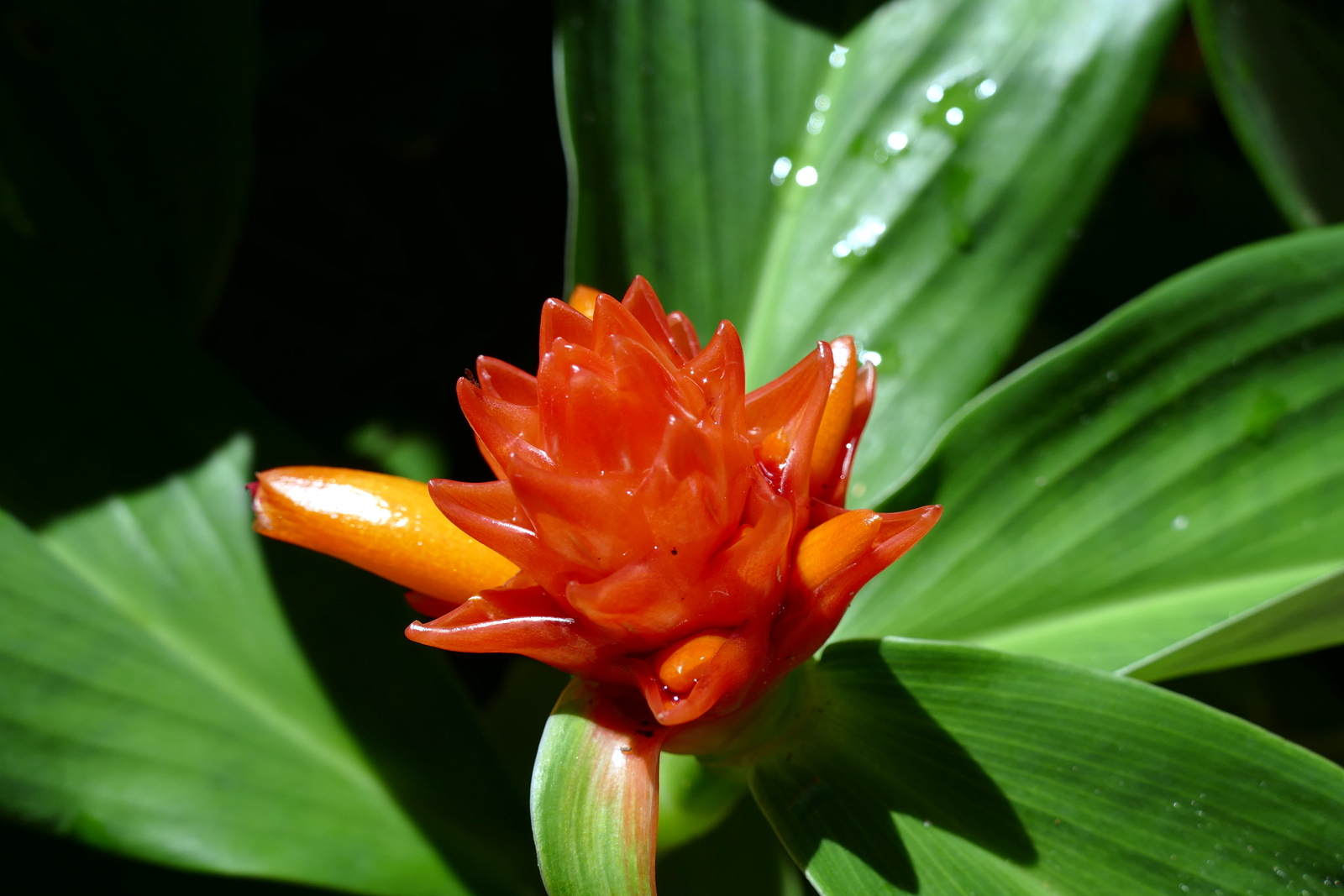 The rest of the day in the FREE Botanical Gardens in the spring!