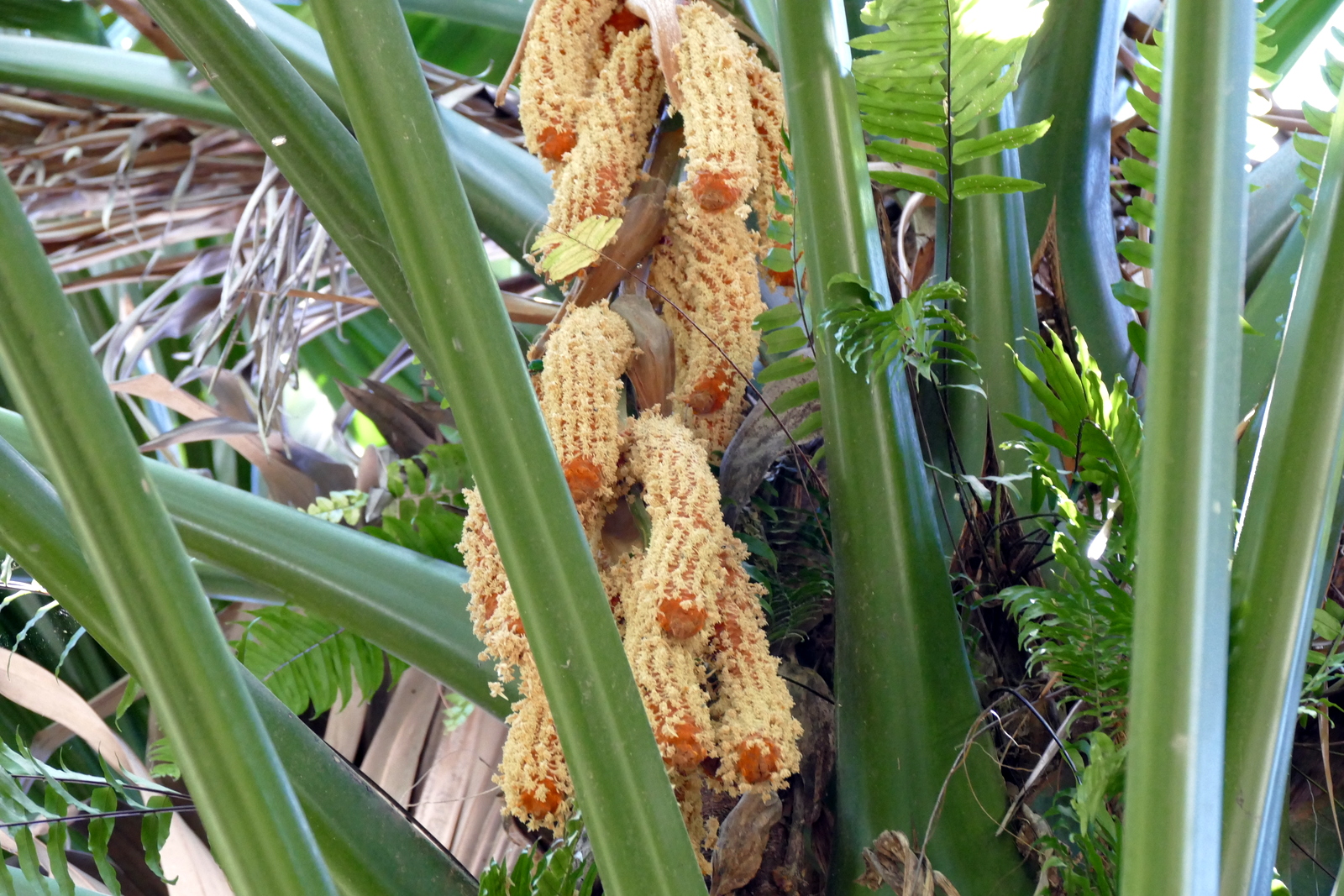 Flowering corn husks?