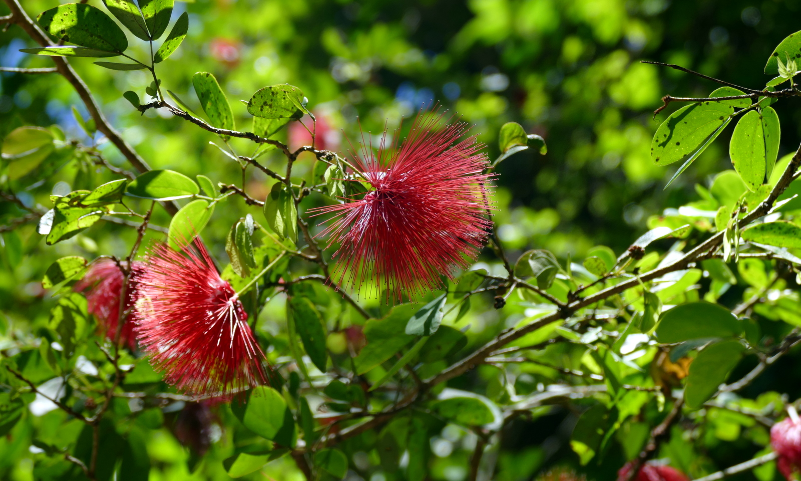 Lots of red flowers.