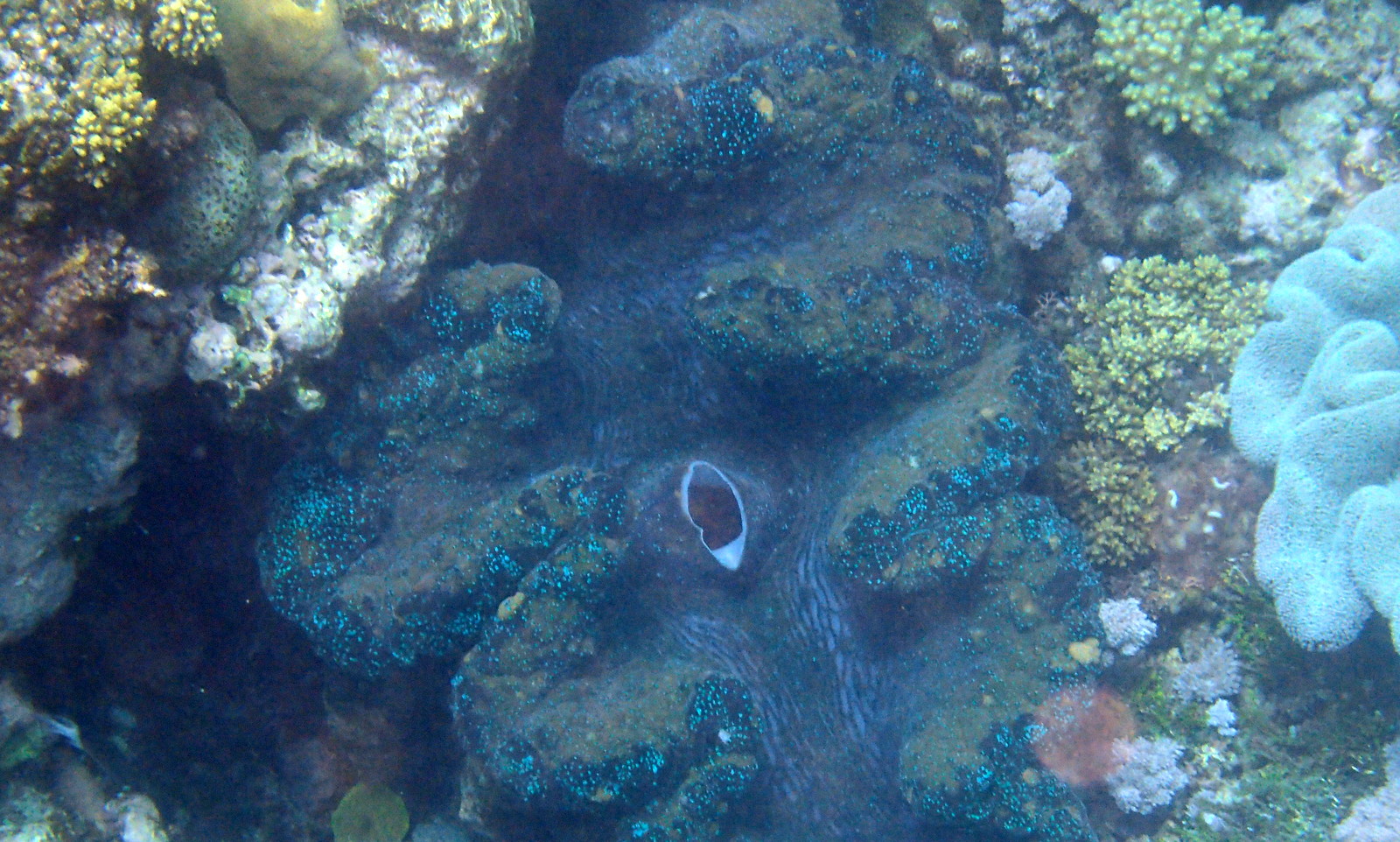 Giant clams. 