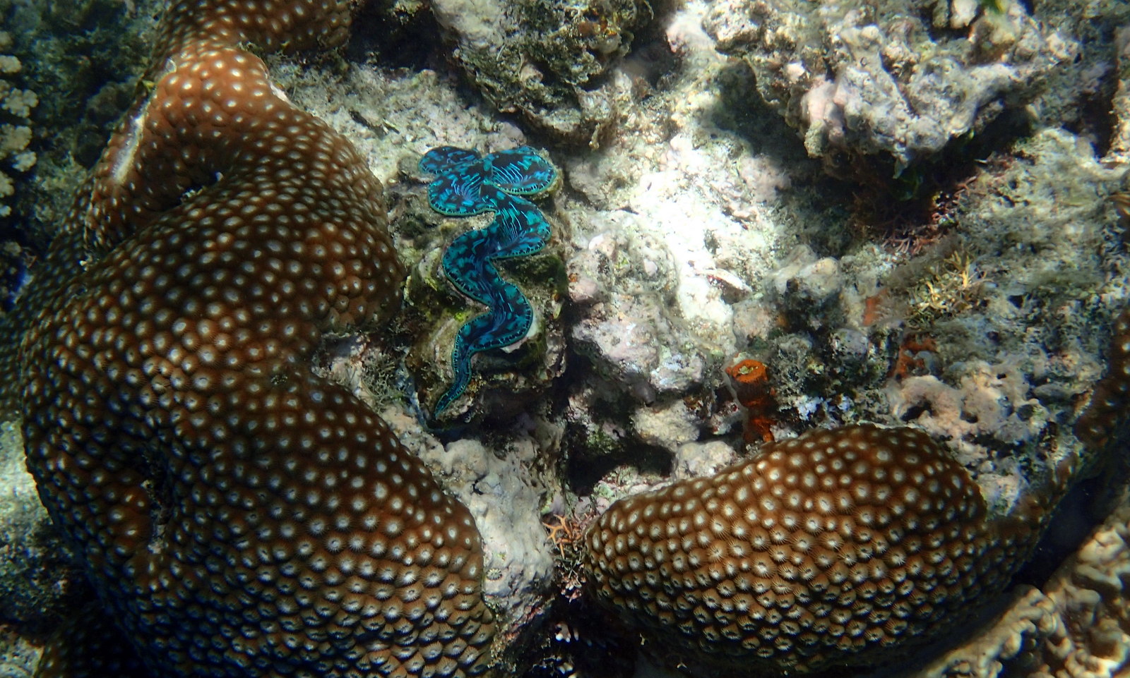 She also showed us how clams close when they detect a light change from something close by. Check out the video.