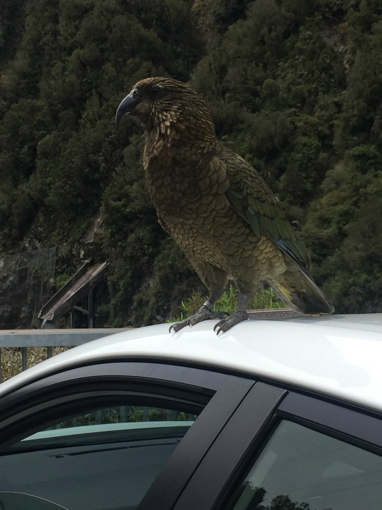 Another aggressive Kea