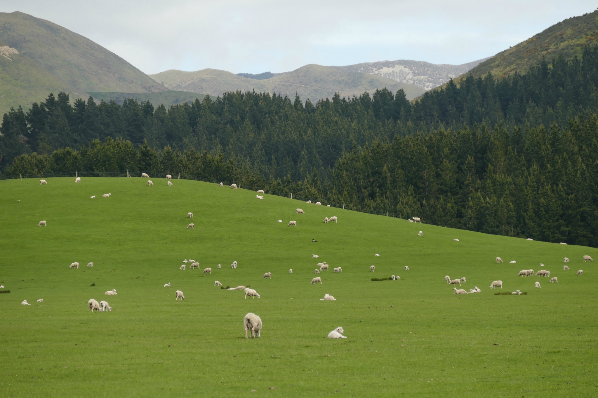 On the road in New Zealand.