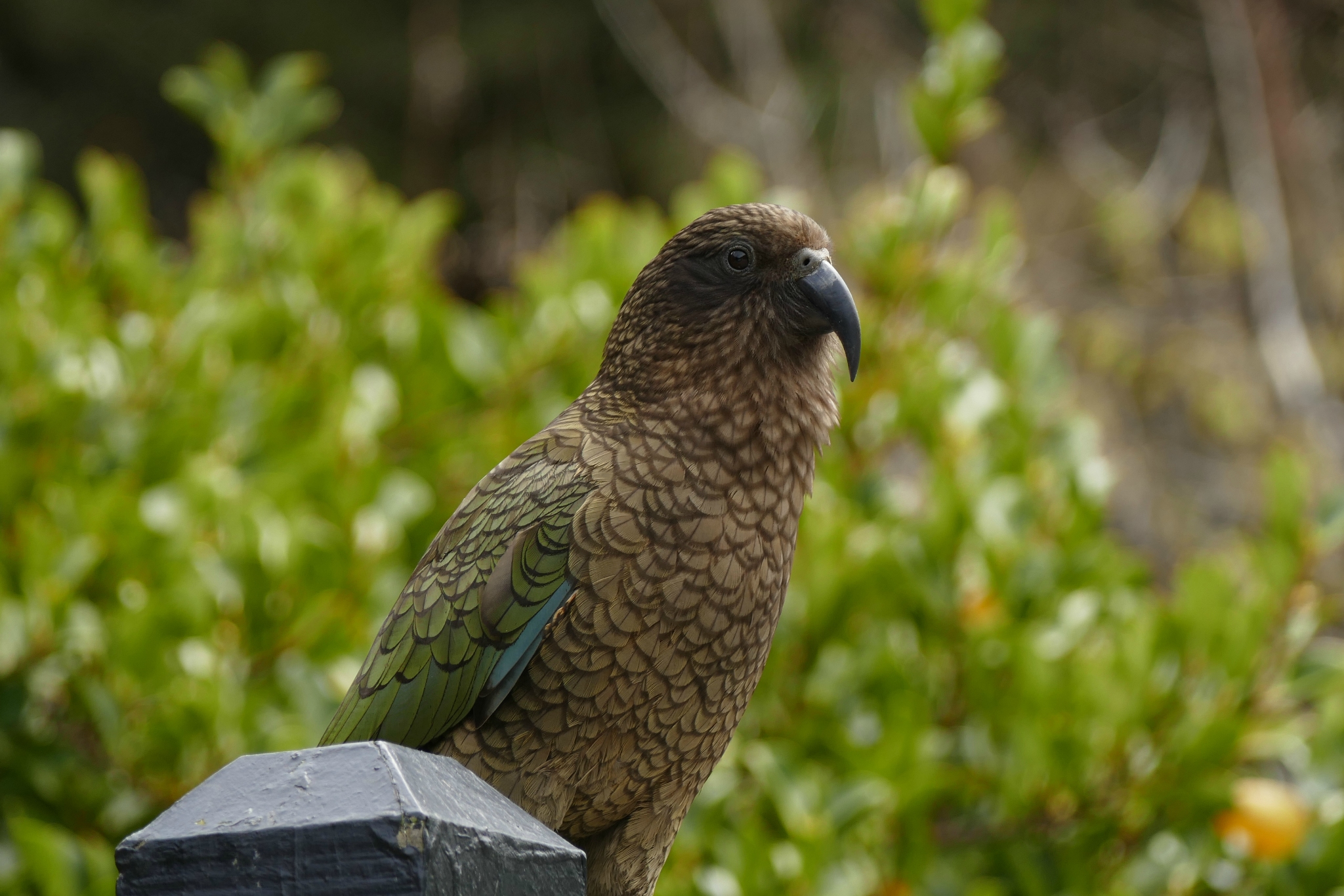 The Kea, a very friendly (or bold) bird