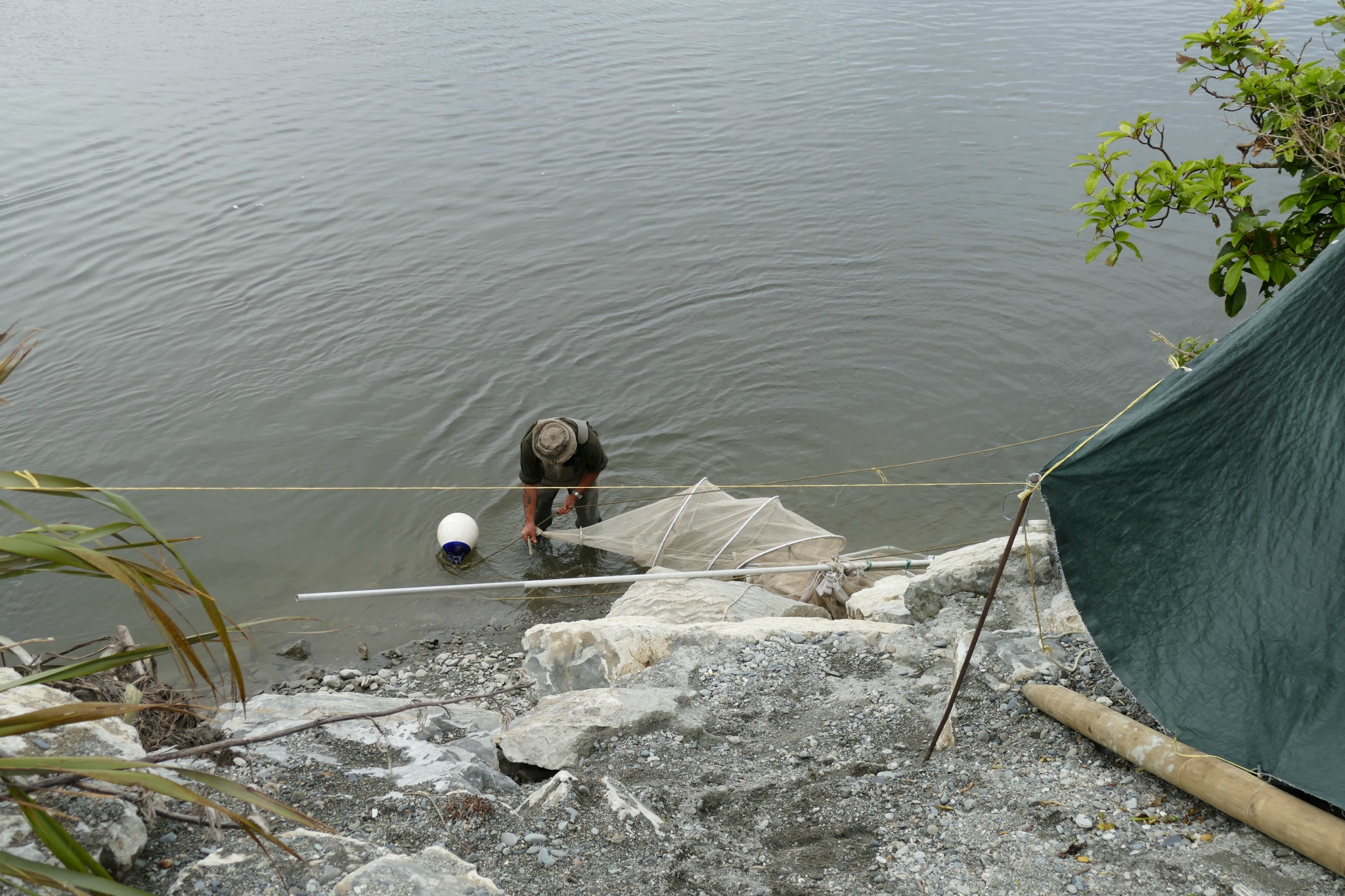 Whitebait, caught in nets