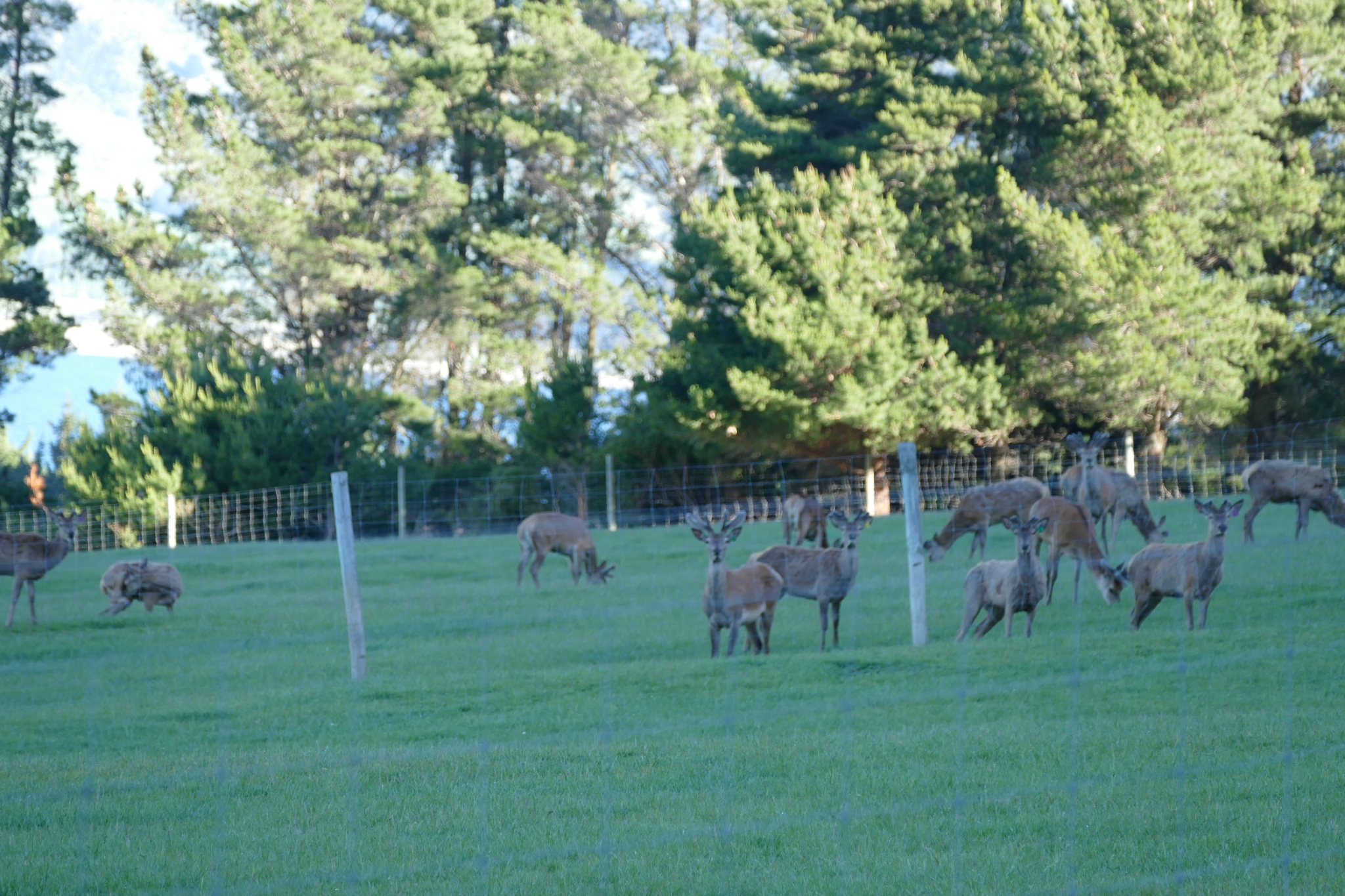 Deer farming