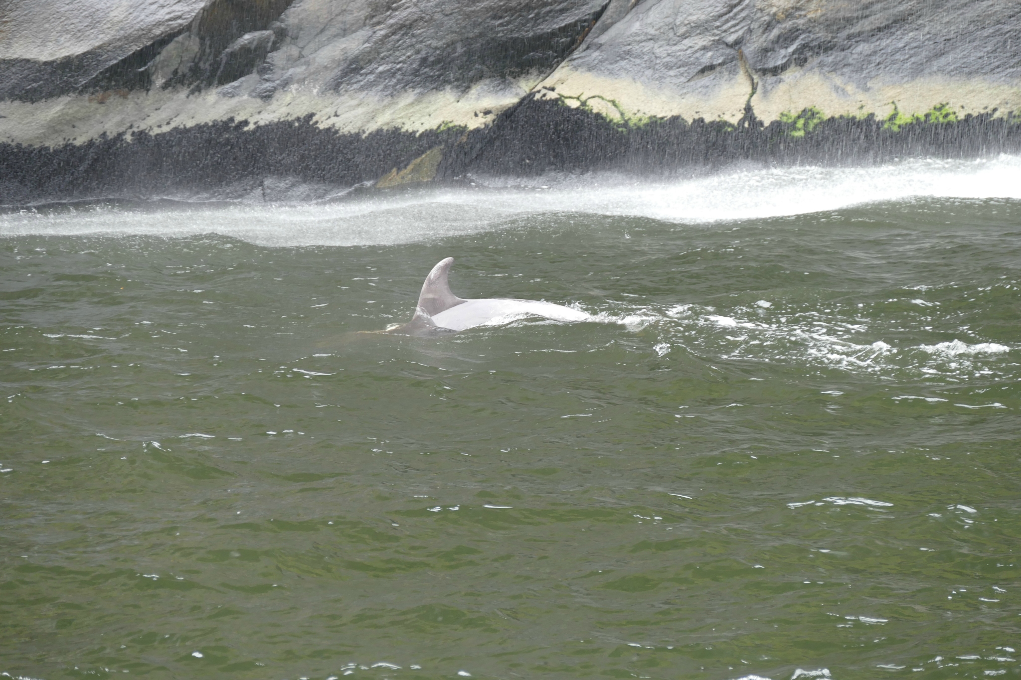 Dolphins playing under one of the waterfalls