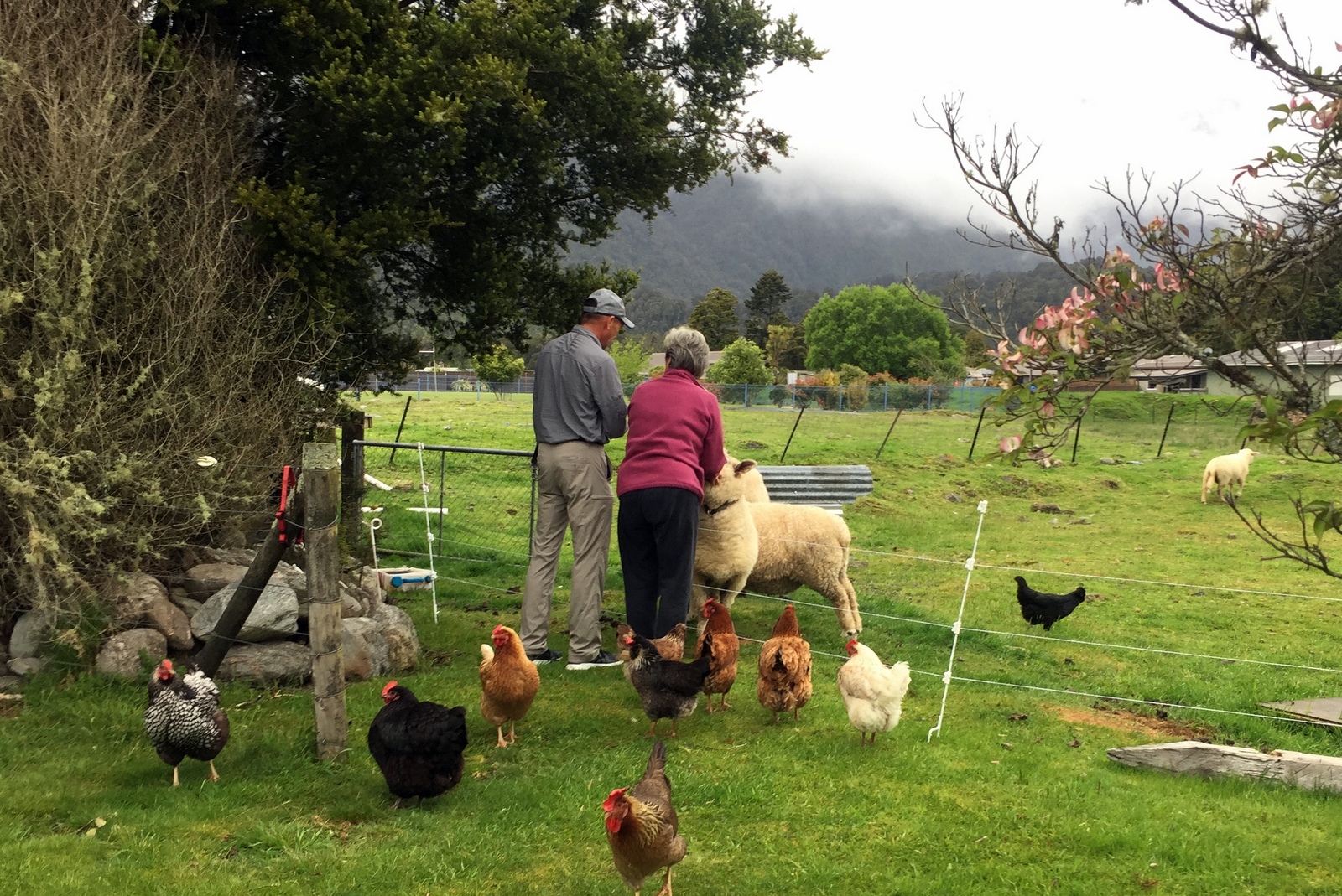 Ropatini's BNB at Fox Glacier. 