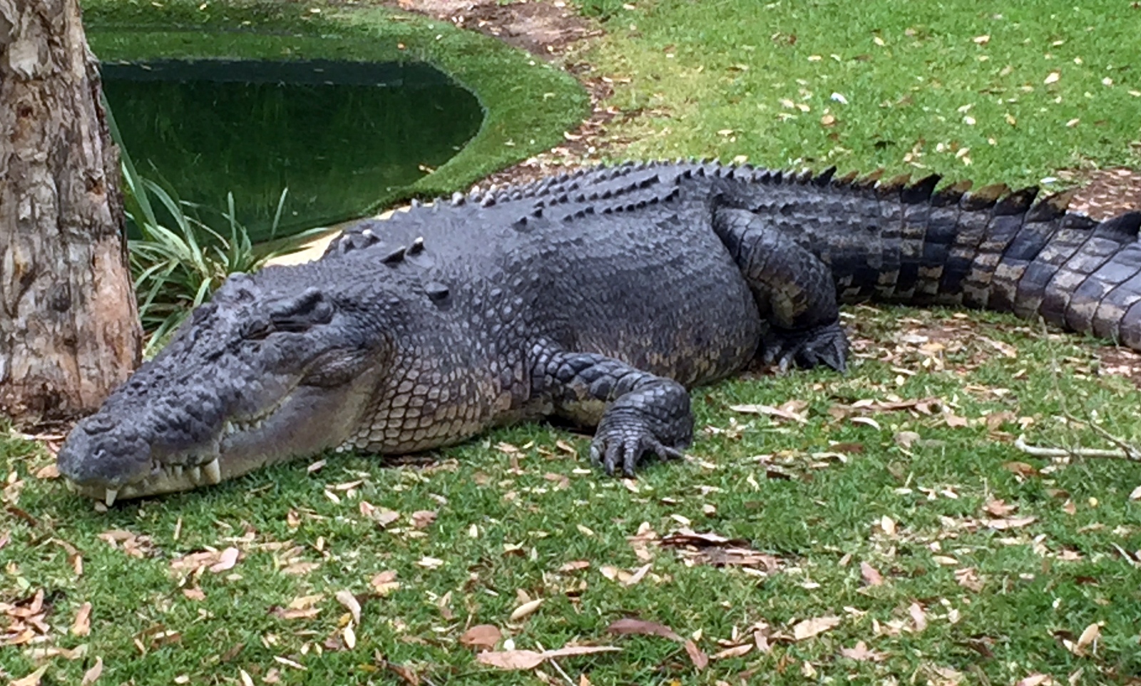 Croc - 'He's really pissed off now!'