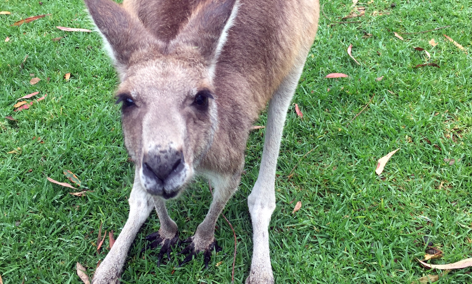 Kangaroos at park near Hunter Vallley. Check  out the video.