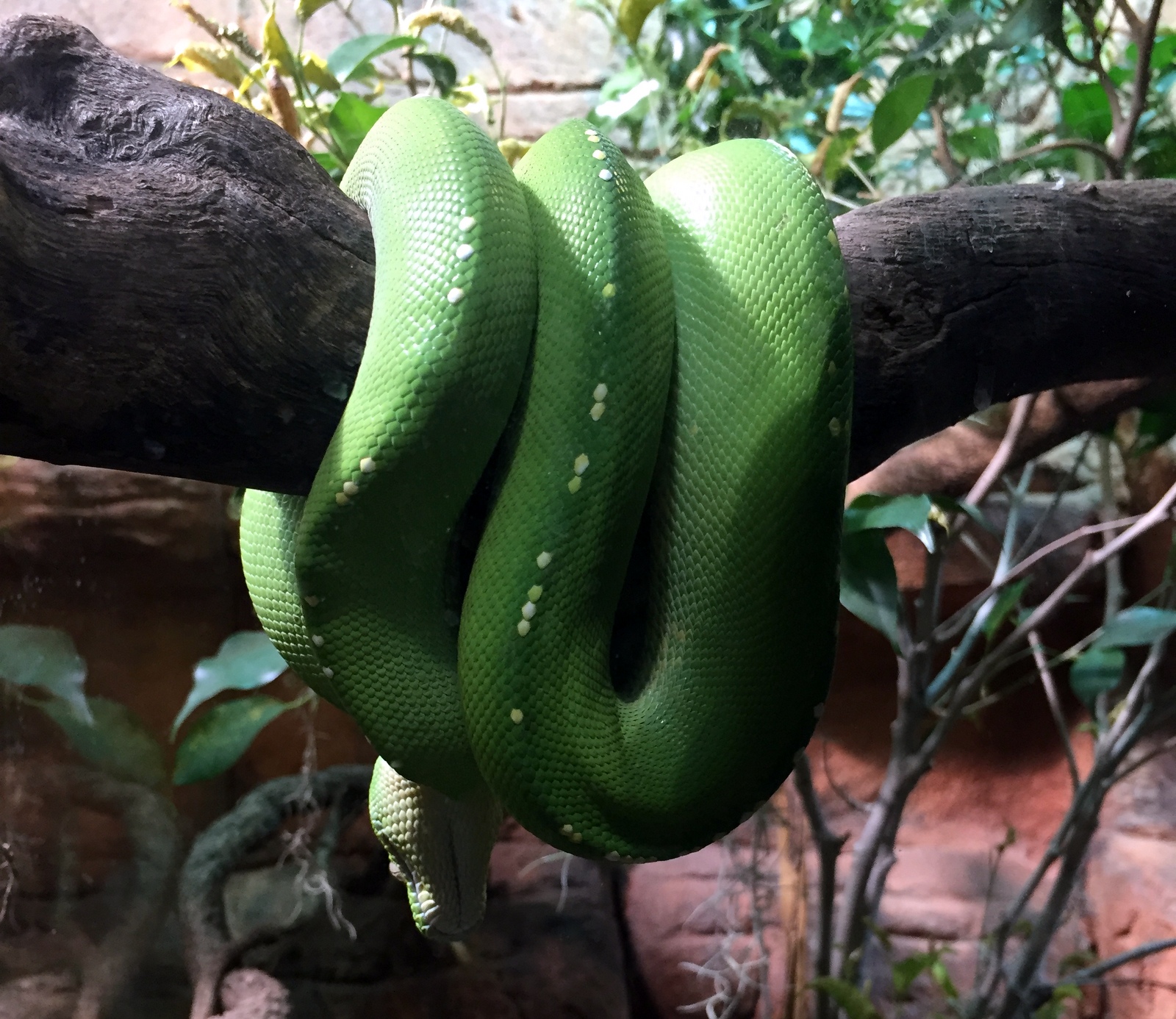 Australian green snake