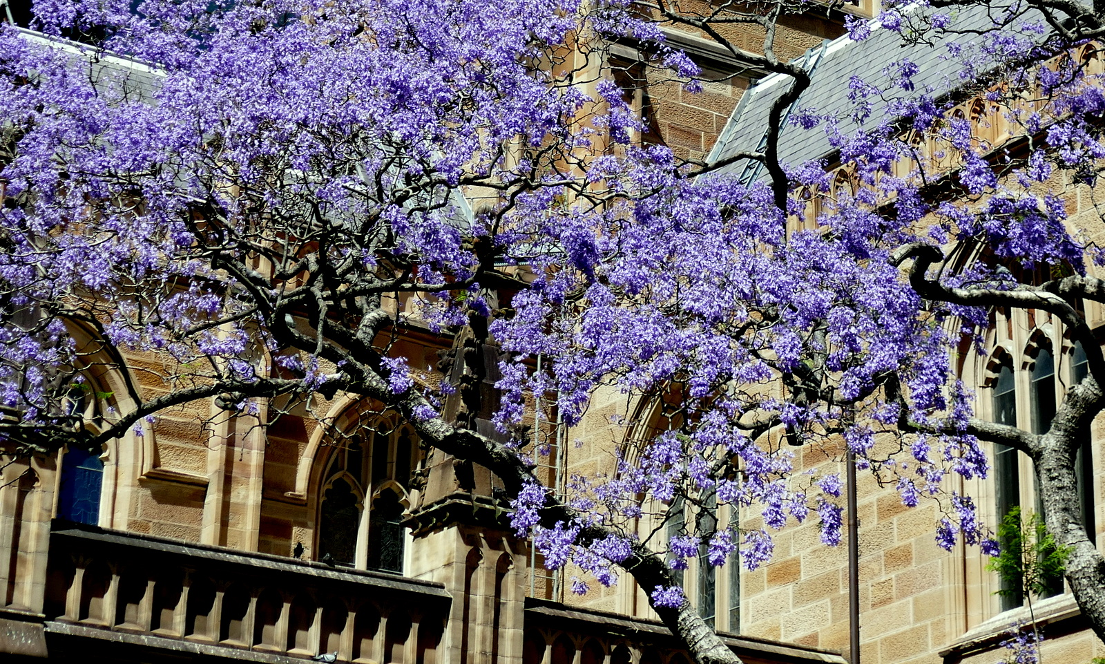 These lovely trees, throughout the city, were in full bloom.