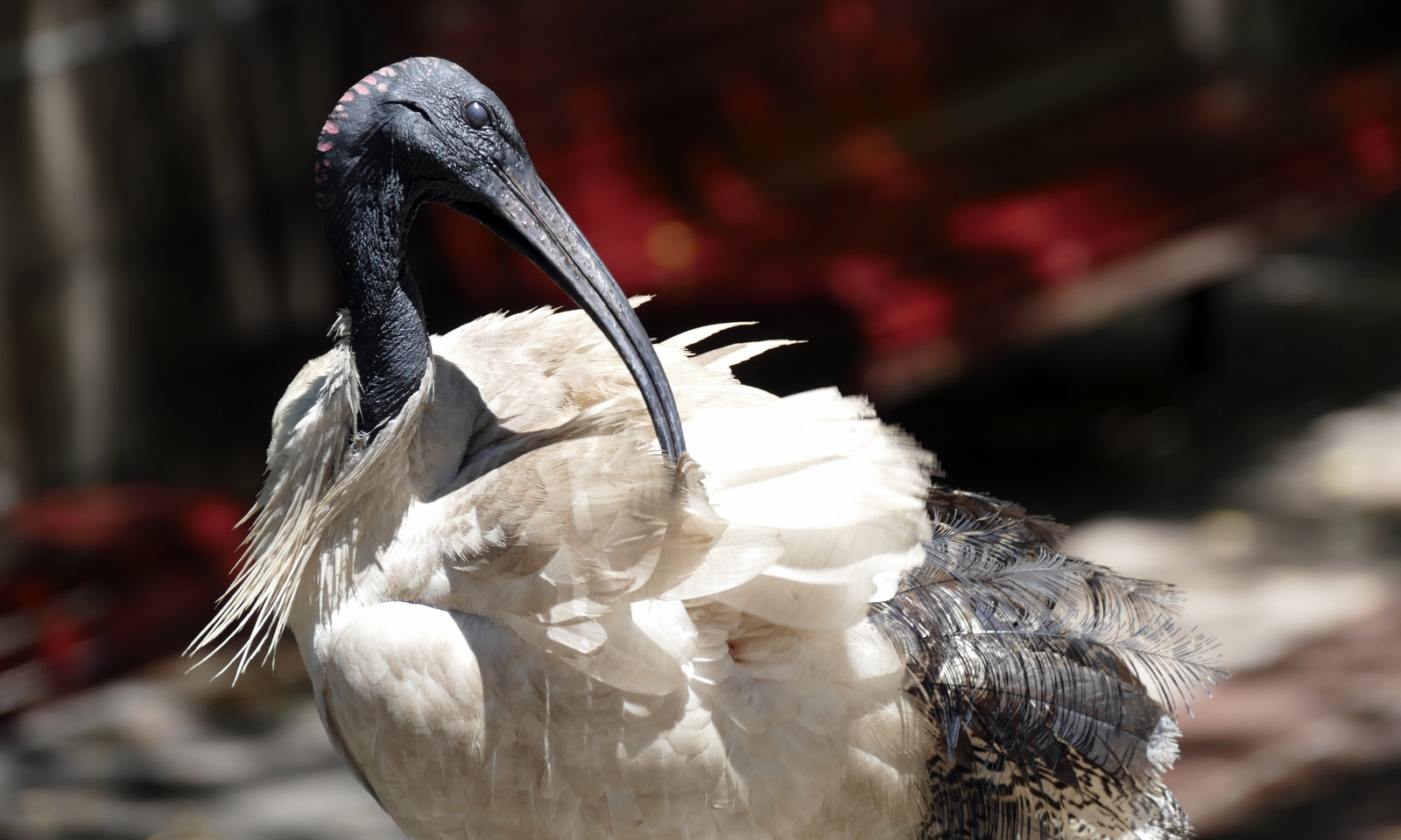 ...and the Wildlife Sydney Zoo. The following are critters we saw throughout our stay. This is the Australian Ibis, very common throughout the city.