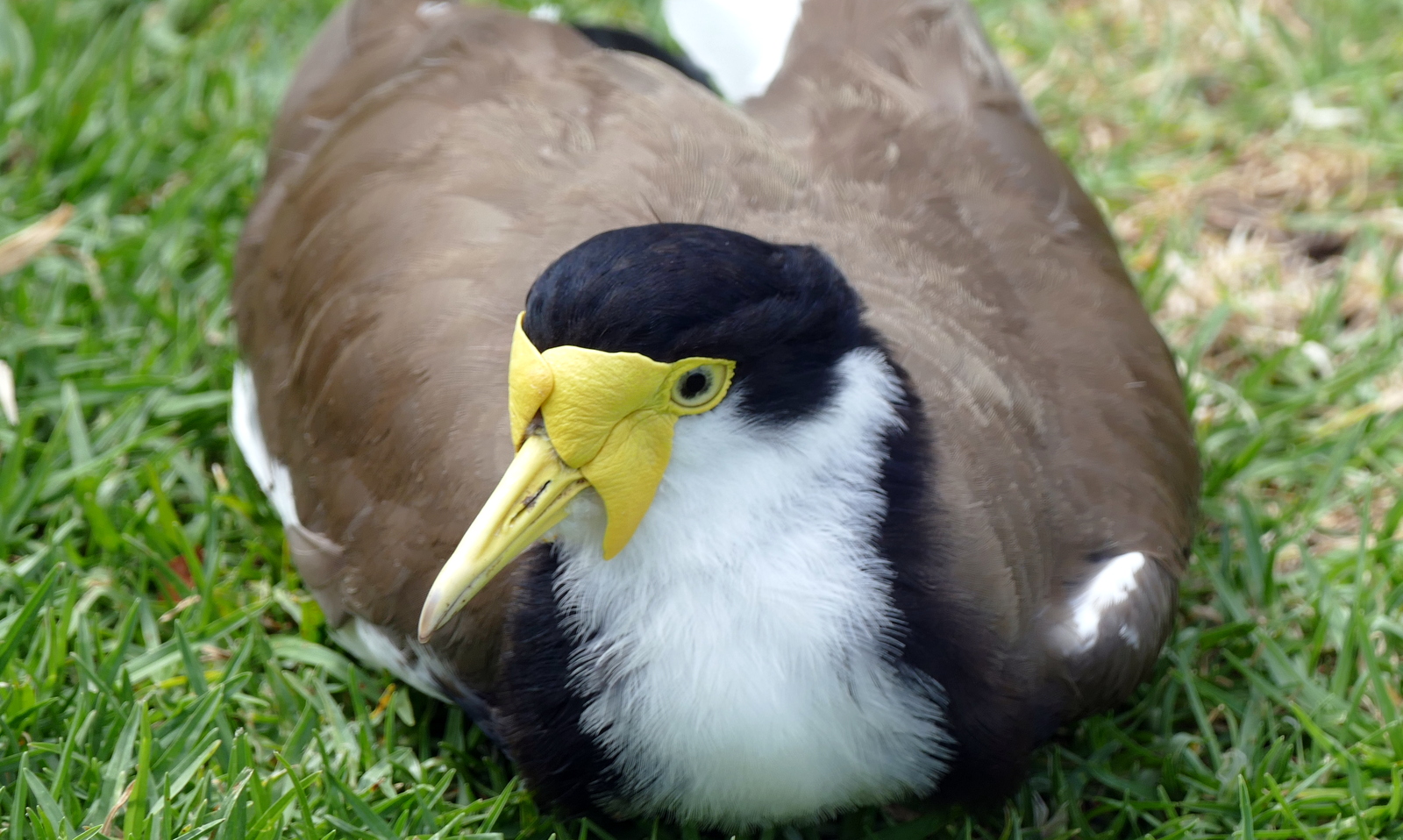 The yellow-masked hornbill duckee