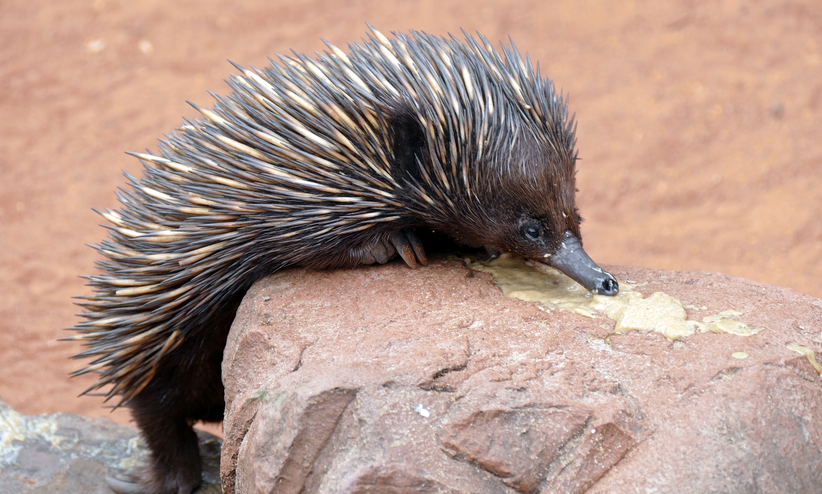 Echidna - or spiny anteater.