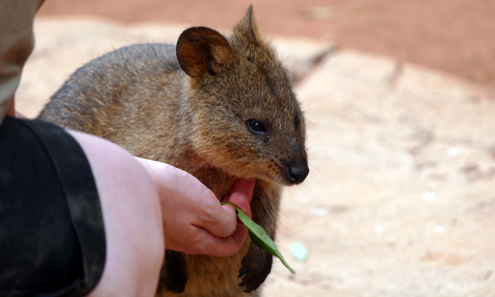 Another Australian marsupial. Don't remember what this is, but this is a full-grown male. 