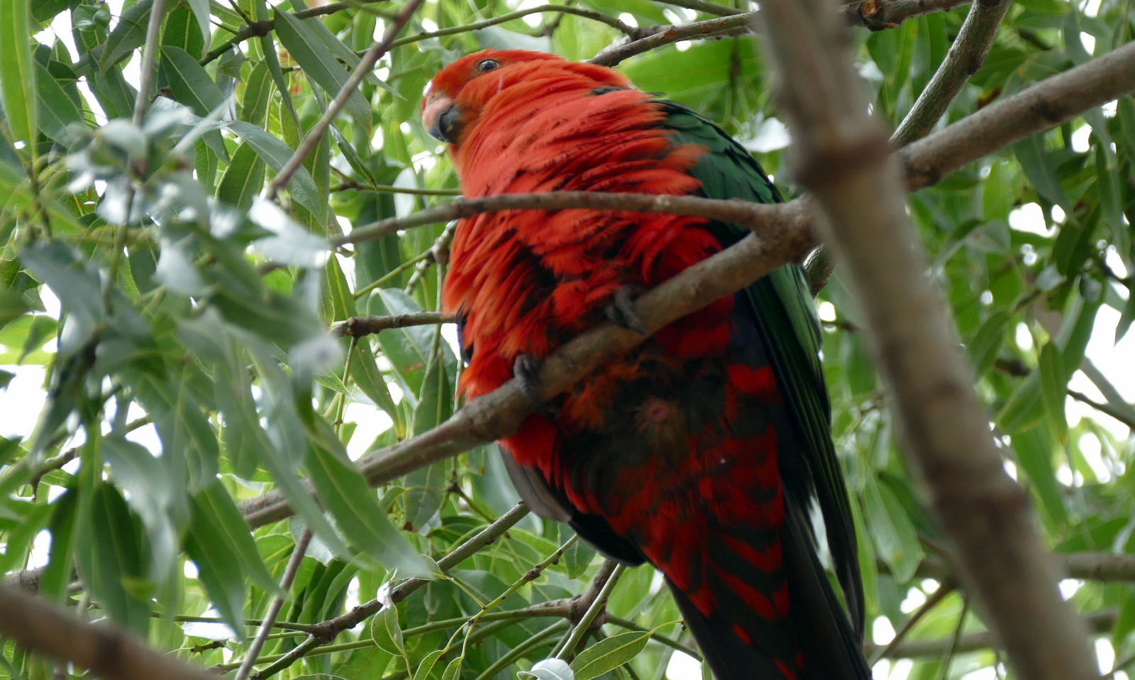 Australian King-Parrot