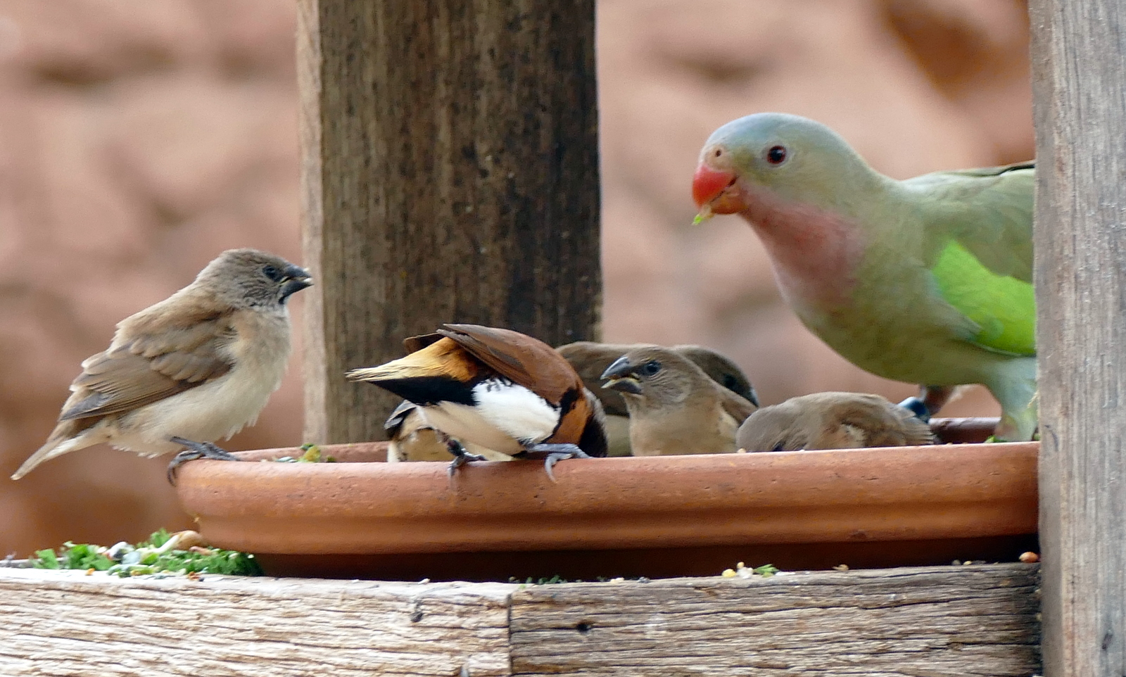 Mrs. King Parrot and their chickees