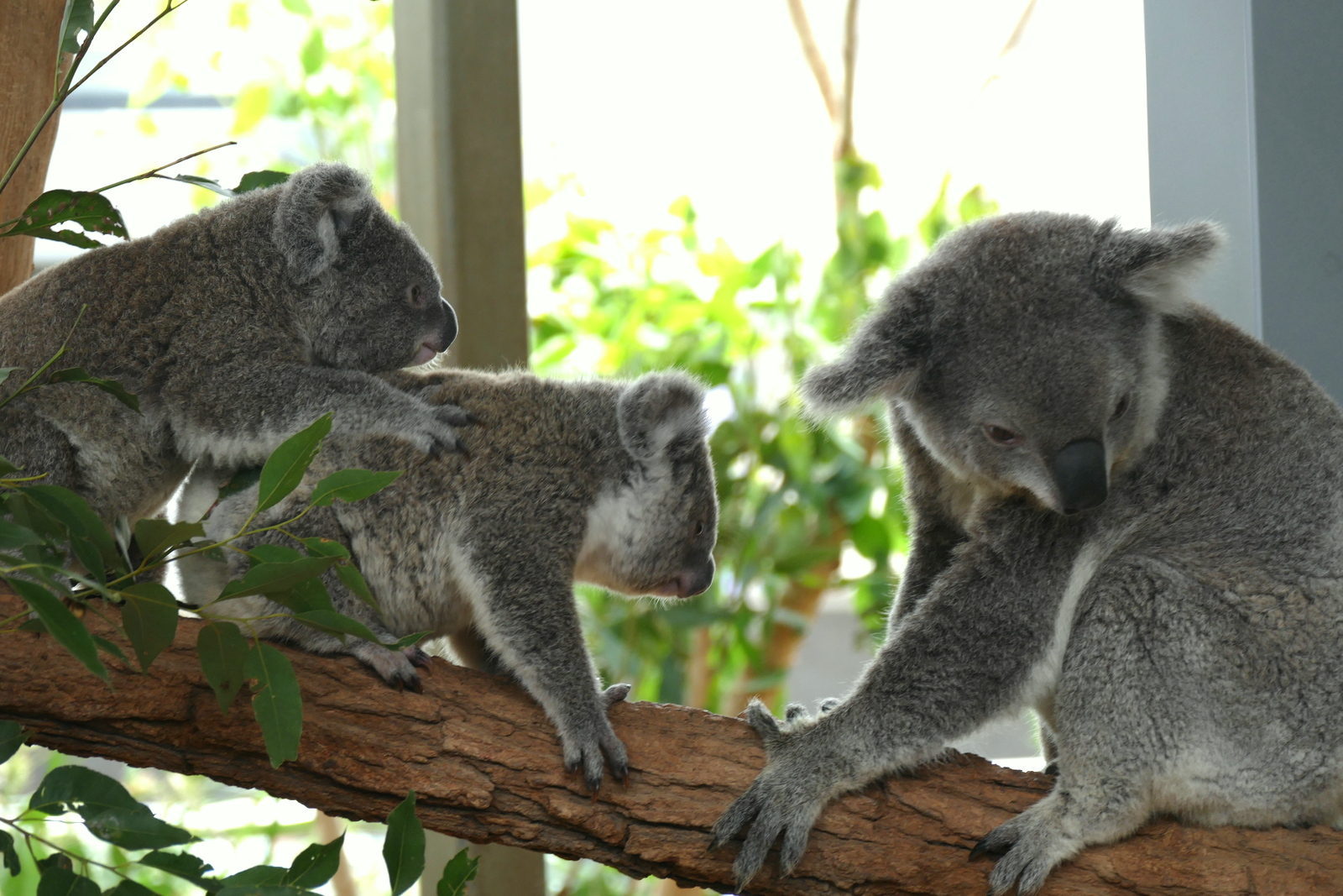 Koalas. Check  out the video.