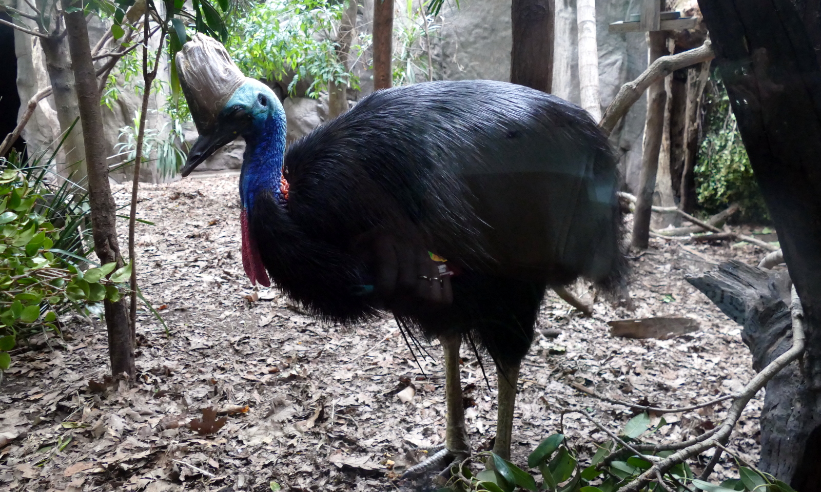 Cassowary, the most dangerous bird in the world. We hoped to cross paths with one up North in Cairns, but we never did.