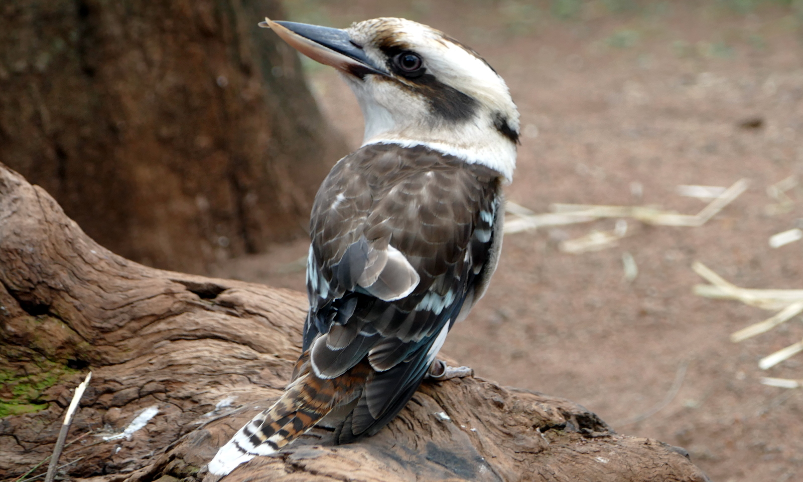 Laughing Kookaburra. Have you actually heard one?  Check  out the video.