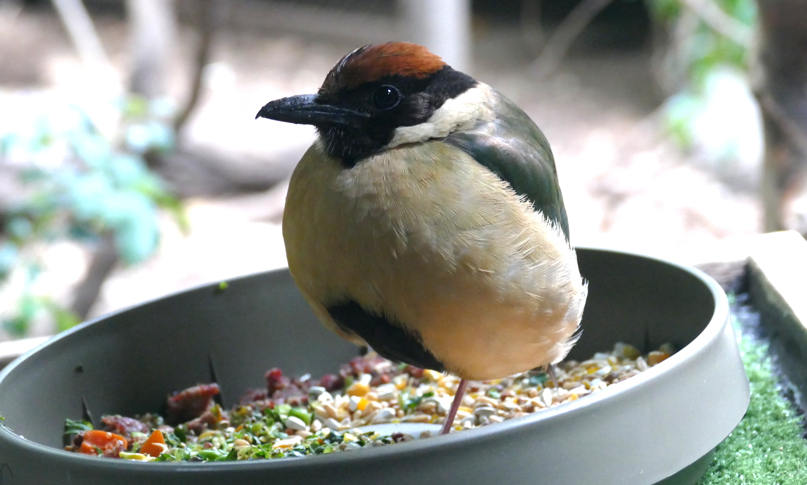 "I really didn't need to eat that last bag of seed."