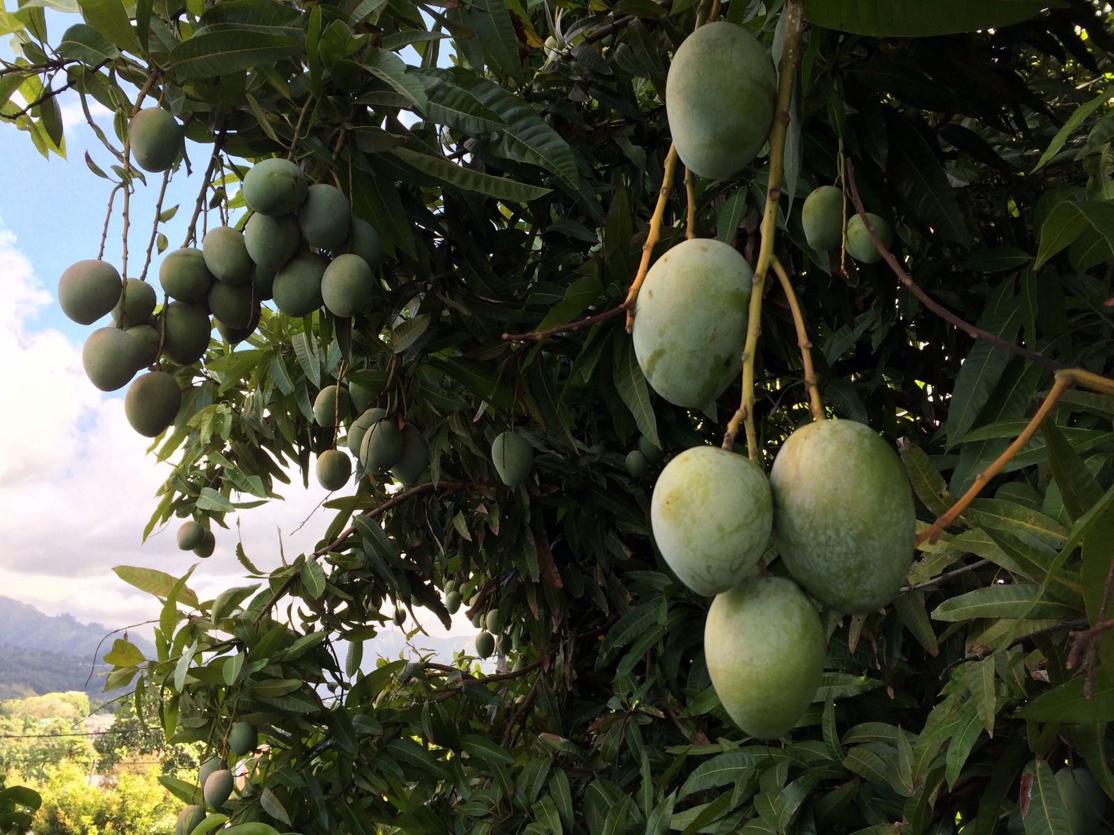 Mango trees grow along the streets!