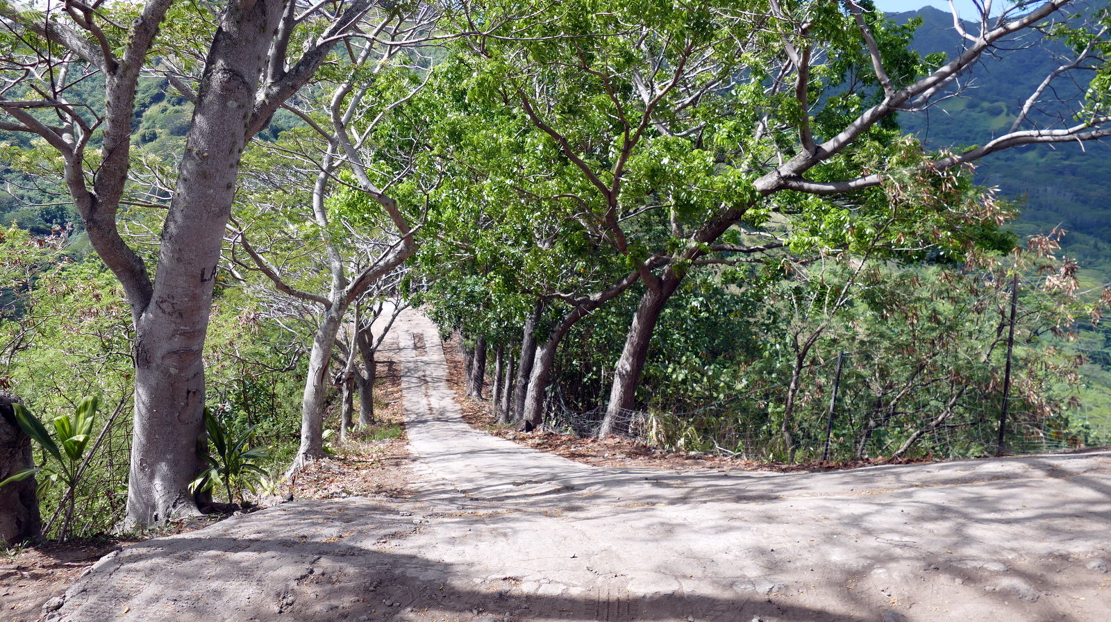 The final stretch of road to the top. There were two other vehicles, so there was no room to turn around. So he backed down this part. UGH!