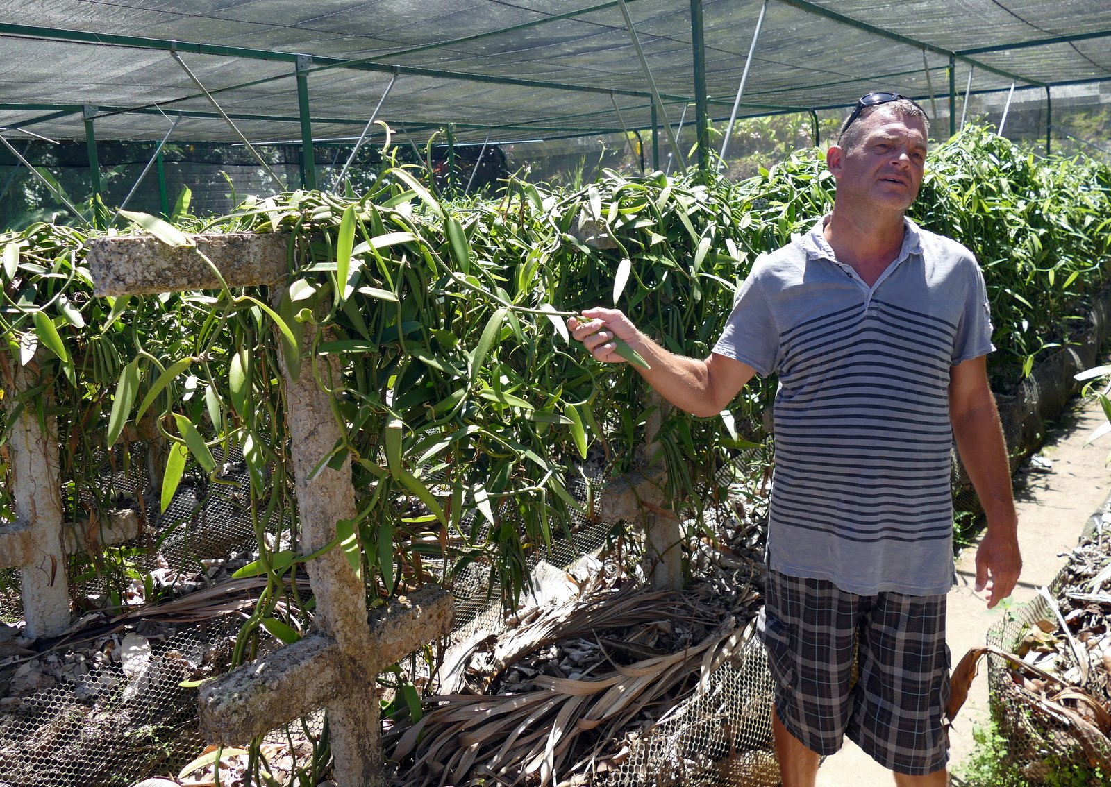 Then Frankie explained the intricacies of the Tahitian Vanilla Bean, which somehow managed to revolve around a long sexual discussion. Turns out the plant is NOT native to Tahiti, but Mexico. The process of growing and harvesting is extremely labor intensive, which makes good vanilla extract very expensive.