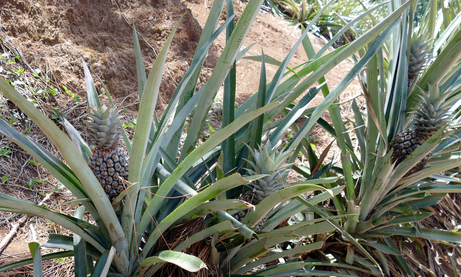 Another stop at a pineapple plantation. The fruits and vegetables in Moorea were delicious!! Here is a link to learn more.