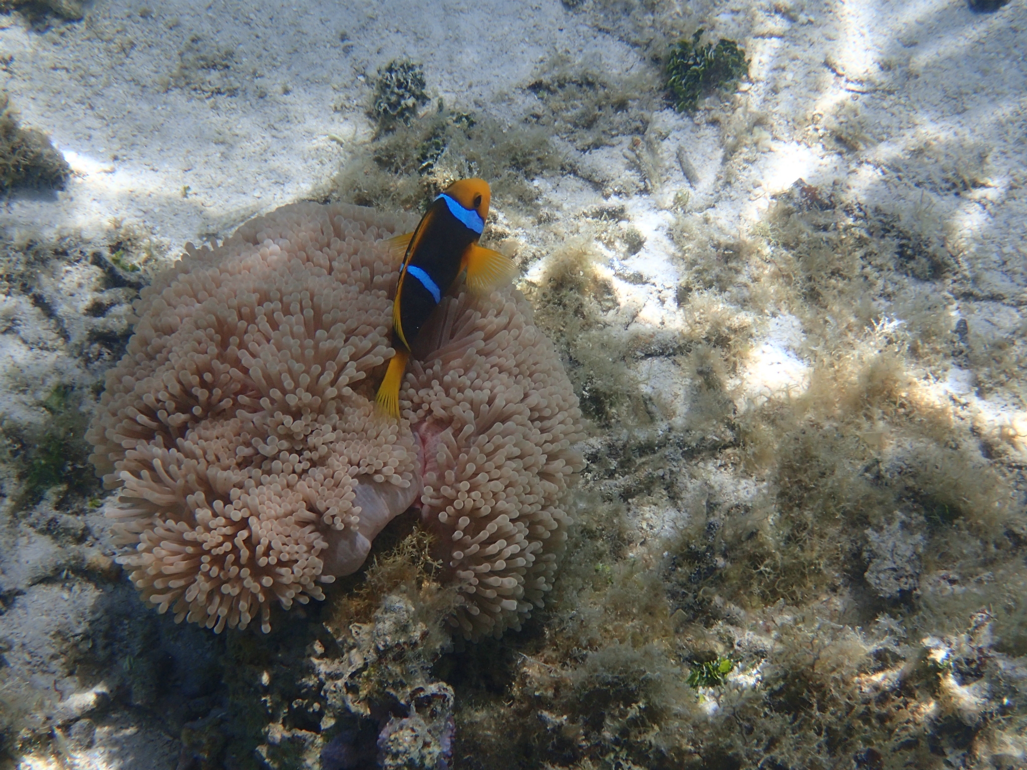 Great snorkeling! Clear, warm water, no waves, lots of fish, and colorful coral. And very few people.