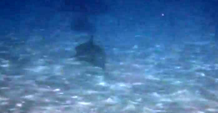 A shark passed under us, then June got a video of it going away.  Check it out!