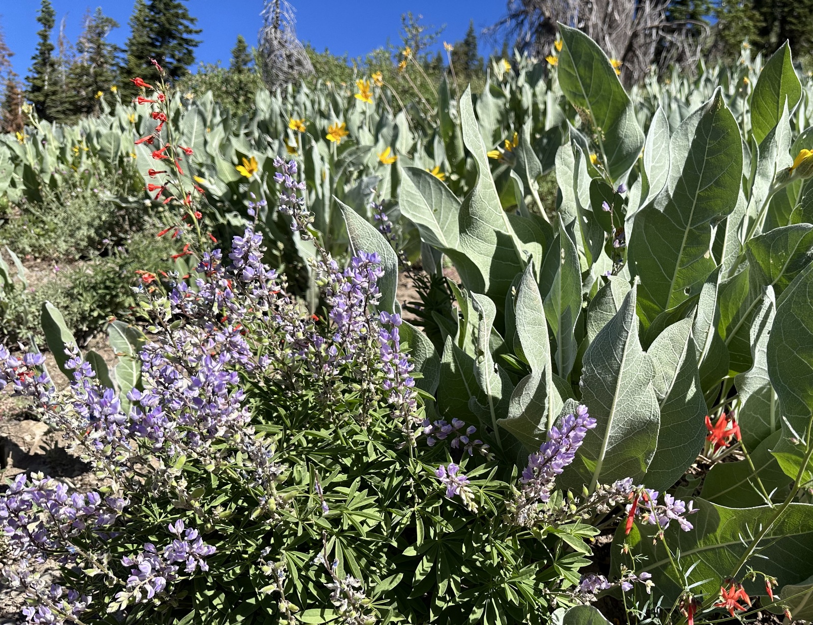 Wildflowers