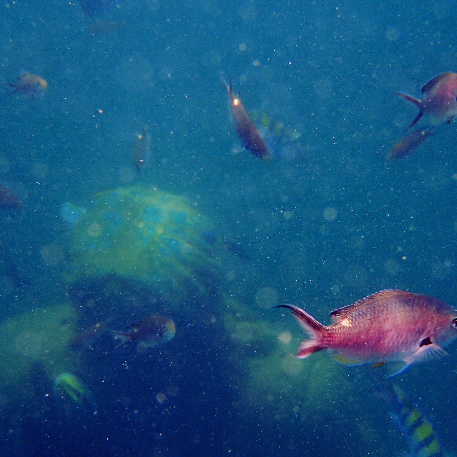 Short 50-yd snorkle out to see the submerged Jesus statue.