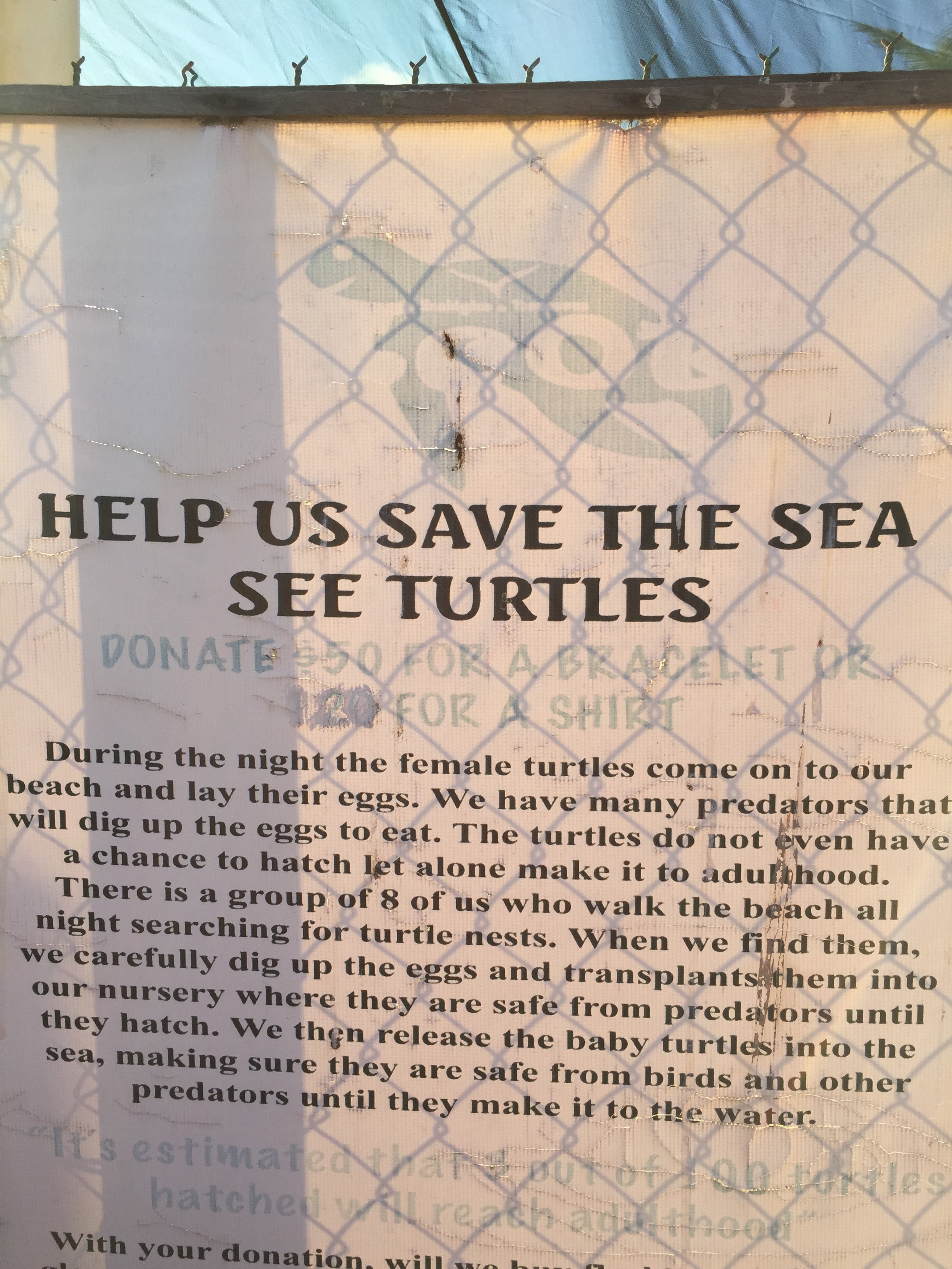 ...local turtle release program.